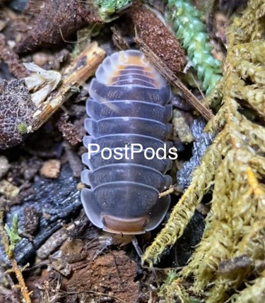 pak chong isopod